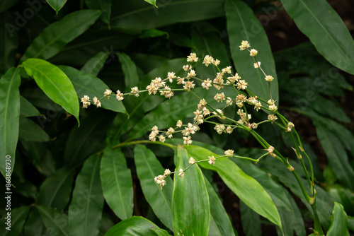 Detail of filicium flower and green leaves.
 photo