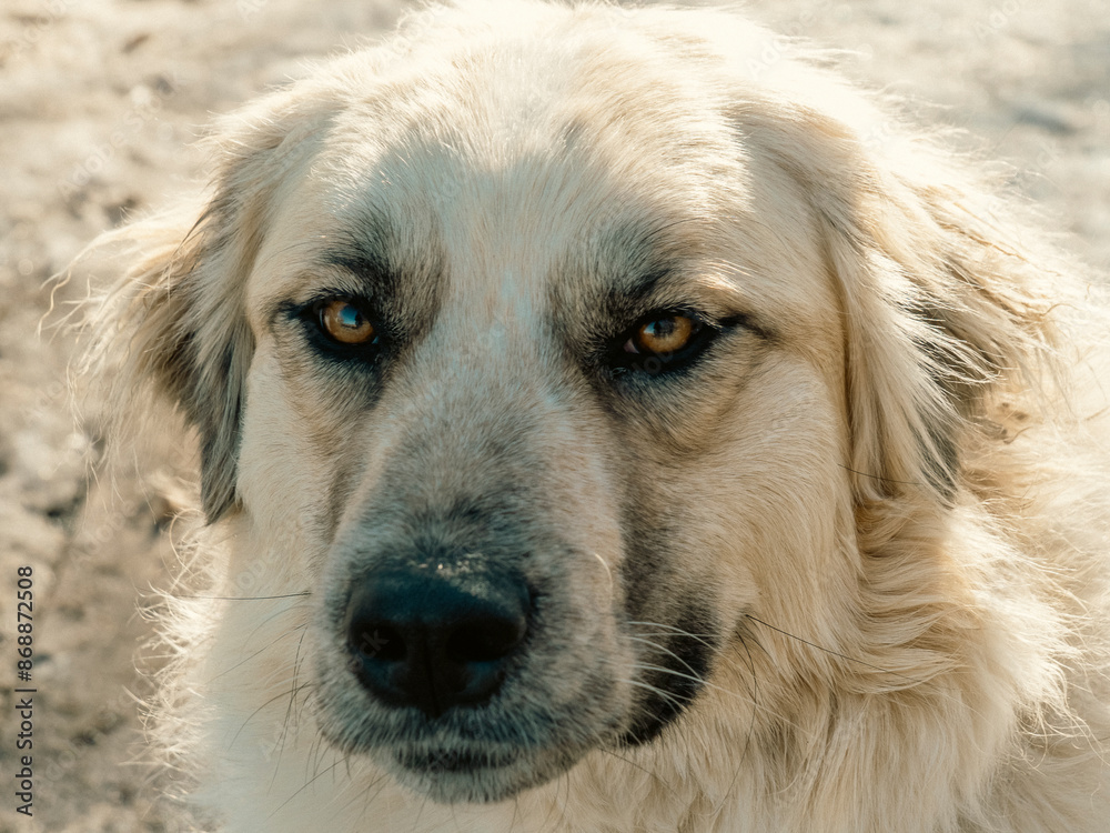 Sam the Great Pyrenees guard dog relaxing on a sunny summer day Sam the Great Pyrenees guard dog relaxing on a sunny summer day