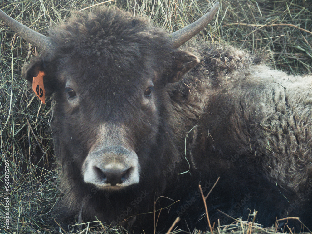 Young Golden yak heifer looking at camera with the sun halo around her