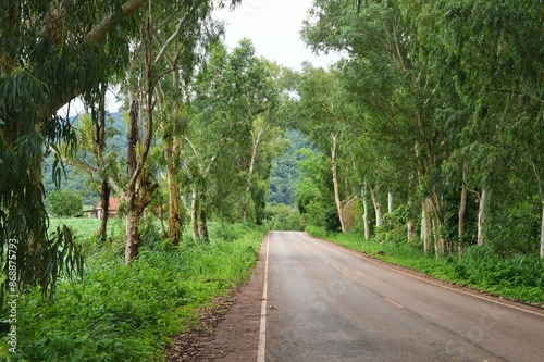 road in the woods