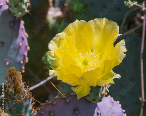 Yellow Prickly Pear Cactus Flower photo