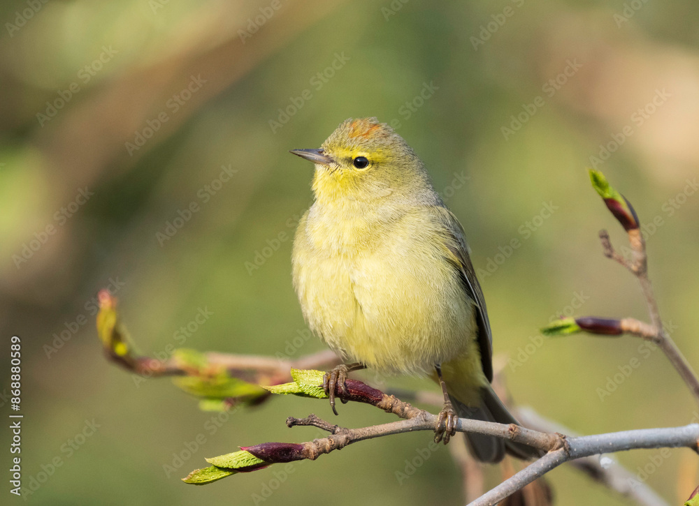 Obraz premium Female Orange-crowned Warbler in Alaska