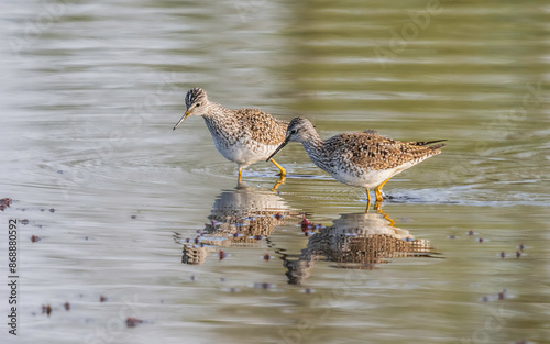Yellowlegs Pair During Breeding Season in Alaska