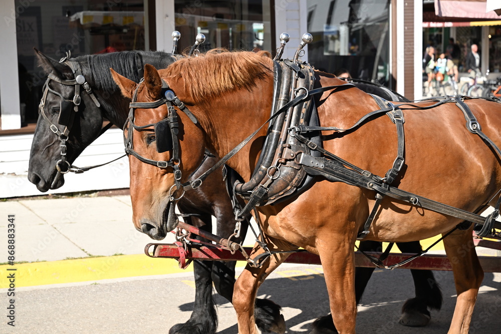 strong Amish-trained working horses on Mackinac Island, Michigan strong Amish-trained working horses on Mackinac Island, Michigan