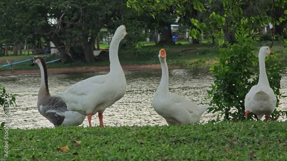 Flock of goose standing on green grass. Flock White goose eats grass on the field. Flock of goose standing on green grass. Flock White goose eats grass on the field.
