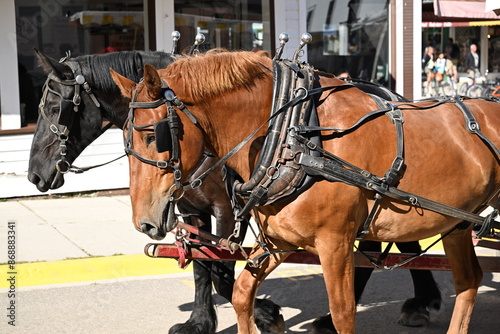 strong Amish-trained working horses on Mackinac Island, Michigan