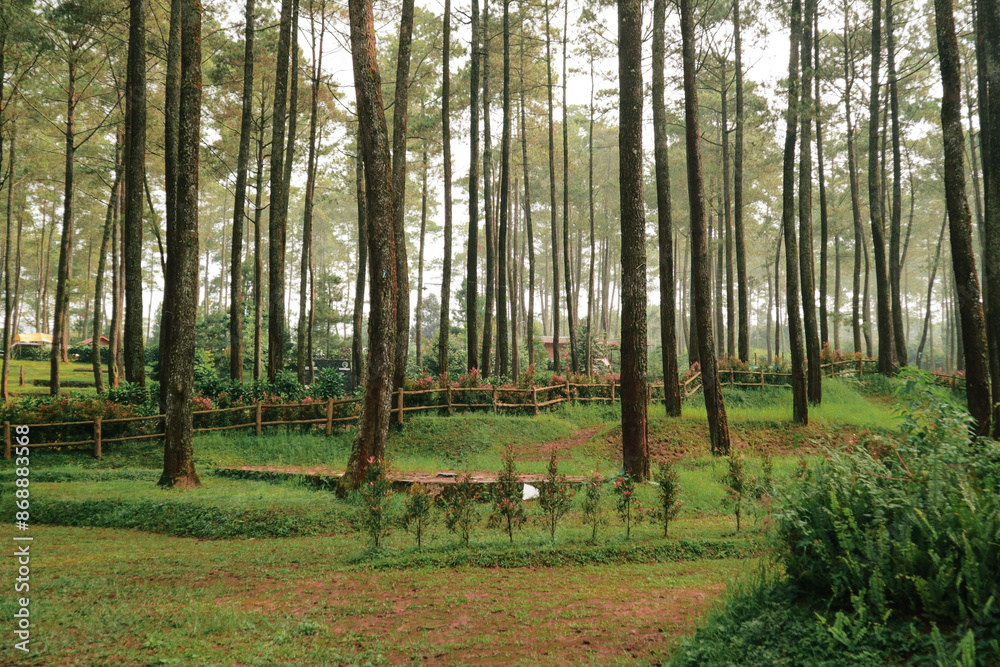 Fototapeta premium Pine Forest in Autumn Afternoon