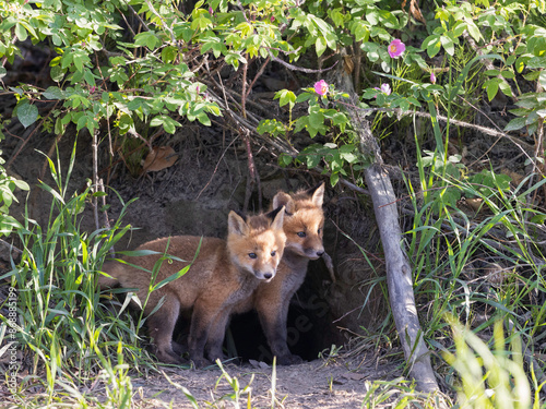 Red fox siblings look like they are close