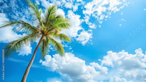An inviting palm tree stands tall against a vibrant blue sky with scattered white clouds, capturing the essence of a tropical paradise and the warmth of summer. © Nicholas