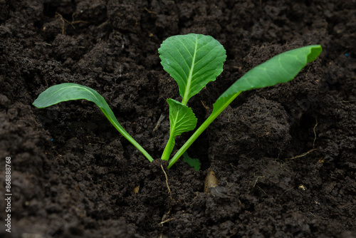 Young cabbage plant emerging from rich soil