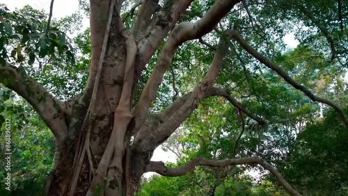 Close-up Aerial Shot of banyan tree in forest
