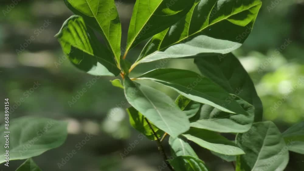 夏の森