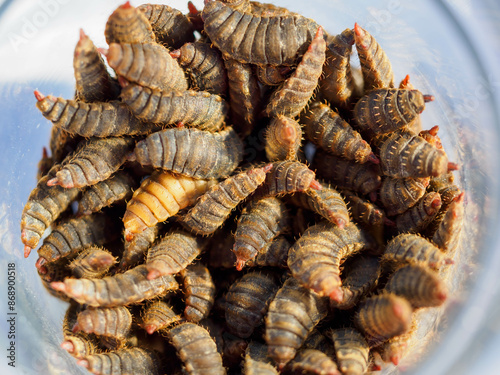 Close up the Black Soldier Fly larvae (Hermetia illucens)