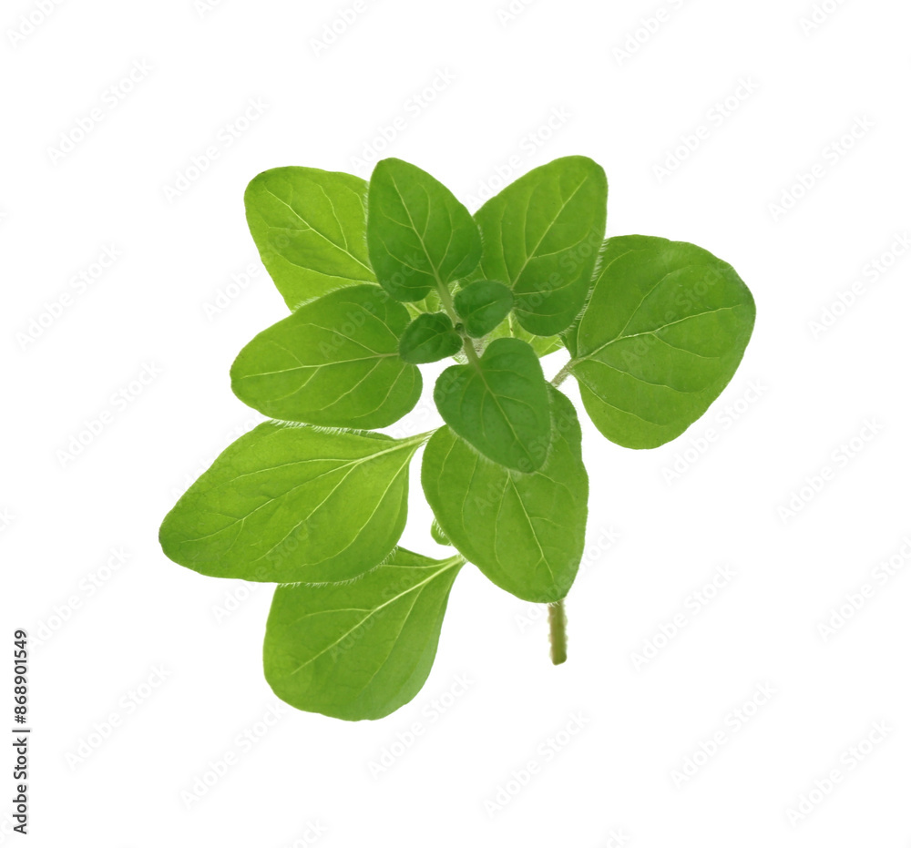 Sprig of fresh green oregano isolated on white Sprig of fresh green oregano isolated on white