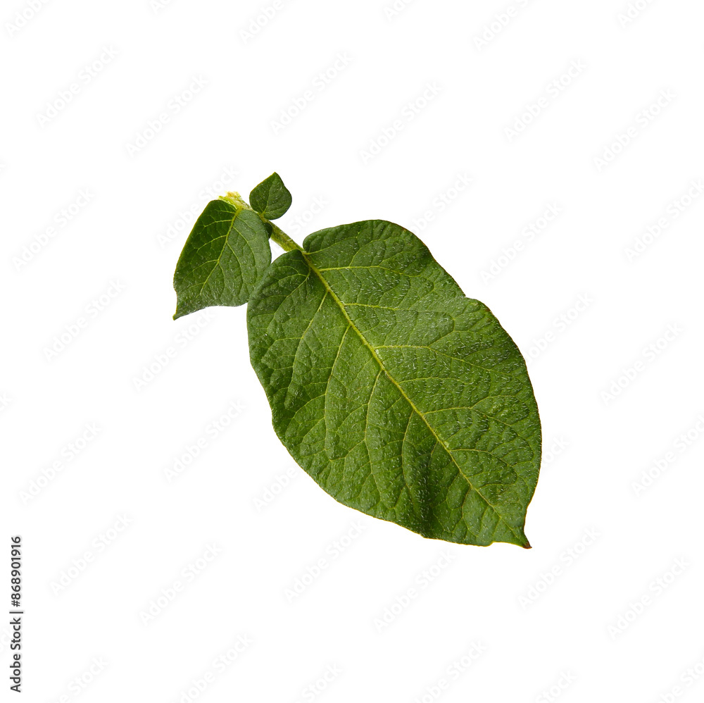 Green potato plant leaves isolated on white Green potato plant leaves isolated on white
