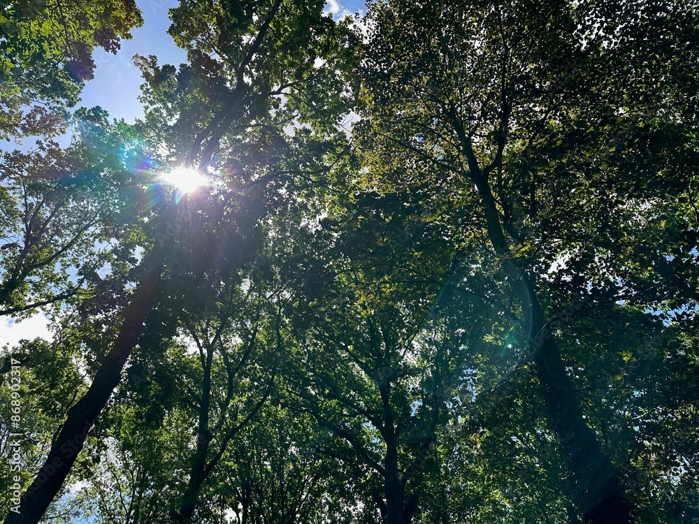 Obraz premium Beautiful trees with green leaves growing in park, low angle view