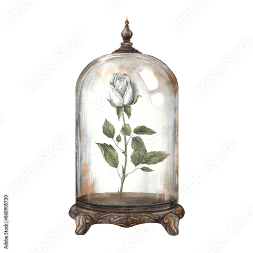 White rose with leaves in a glass flask, florarium. Watercolor illustration in vintage style, hand drawn. For design, cards, invitations for Halloween, wedding, Mother's Day, Valentine's Day