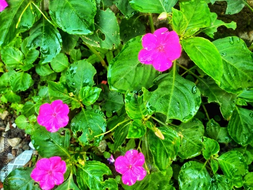 pink flowers in the garden