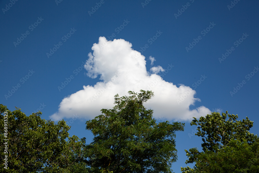 Tree canopies with single cloud in the center sky Tree canopies with single cloud in the center sky