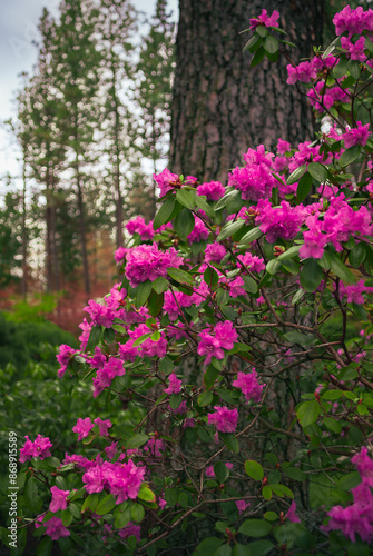 pink flowers in the garden