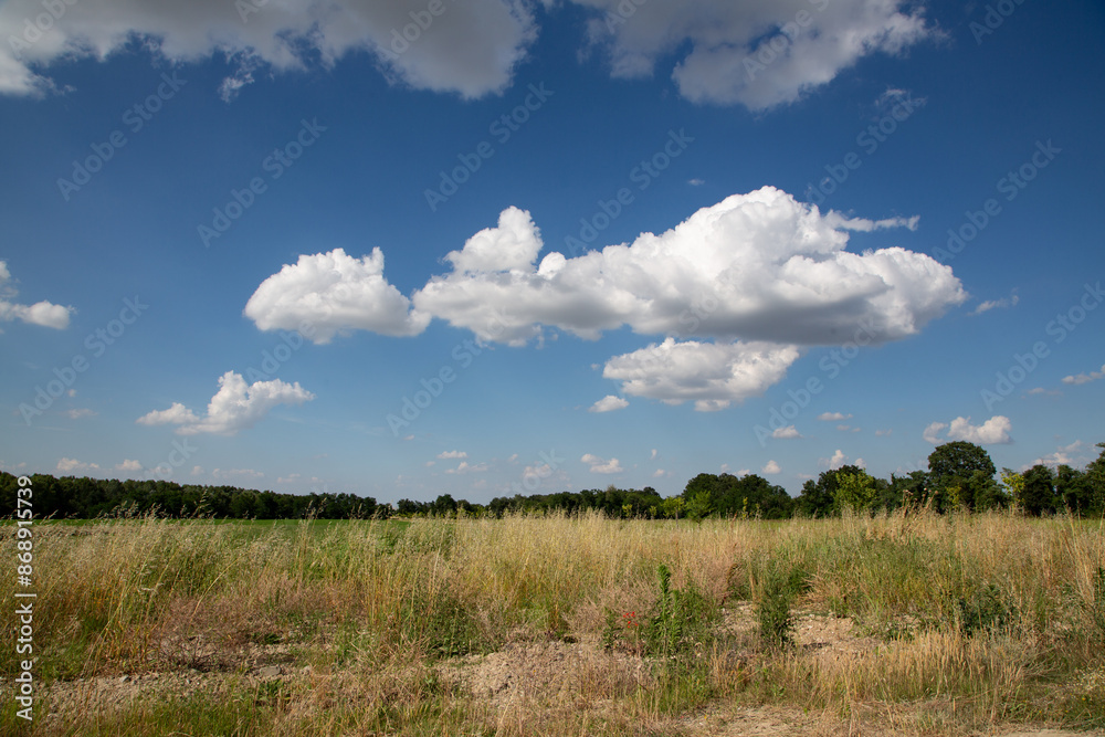 Farmland with green crops and overcast sky in background Farmland with green crops and overcast sky in background