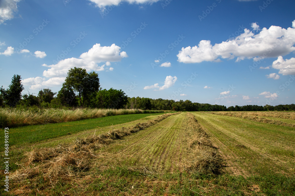 Farmland with green crops and overcast sky in background Farmland with green crops and overcast sky in background