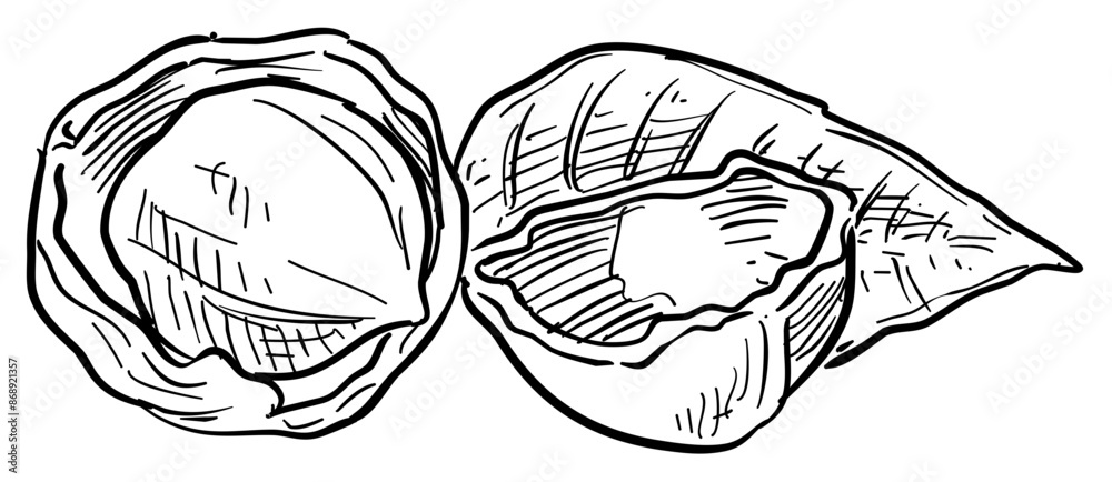 walnuts handdrawn illustration walnuts handdrawn illustration