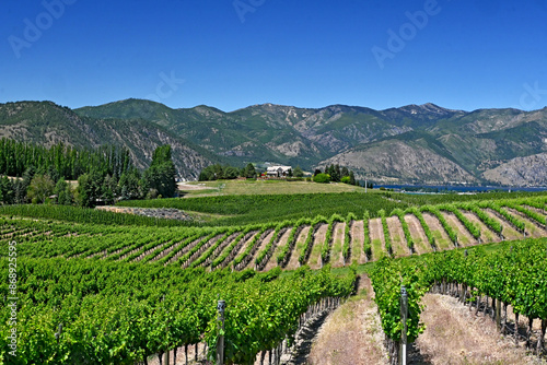 A view overlooking a vineyard near the city of Chelan on Lake Chelan with the semi-arid hillsides in the background on a beautiful summer day_06232024_0645.