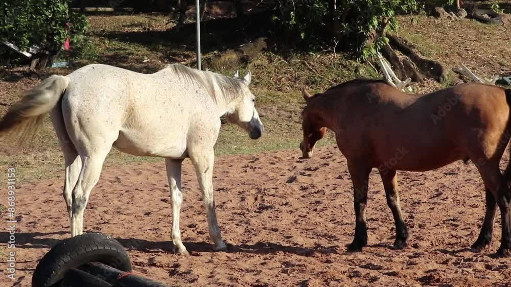 Two horses stand close together, nuzzling each other affectionately amidst the greenery and shade of the paddock. Their interaction reflects a bond of companionship and the peaceful environment Two horses stand close together, nuzzling each other affectionately amidst the greenery and shade of the paddock. Their interaction reflects a bond of companionship and the peaceful environment