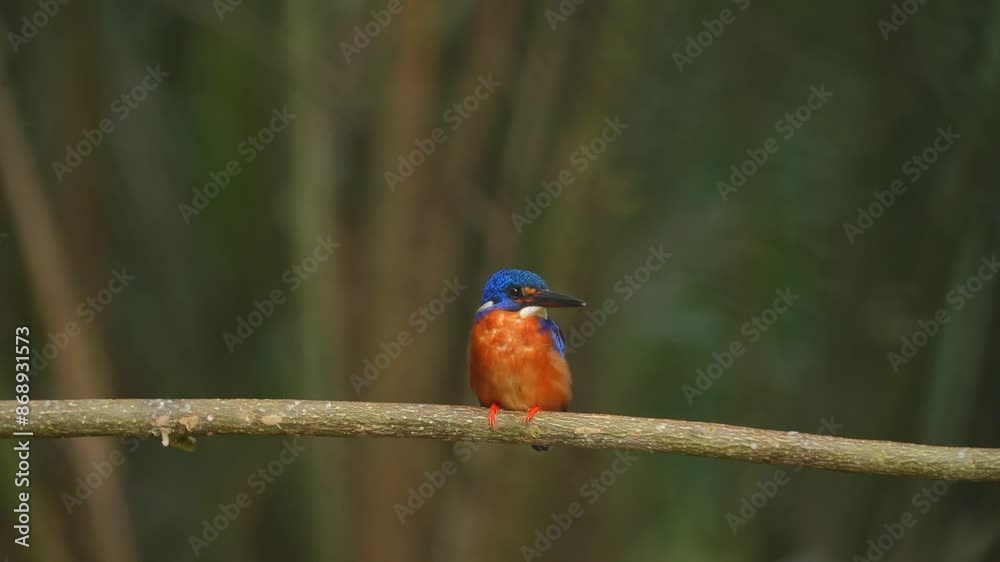 a Blue-eared kingfisher bird sitting relaxed on a branch