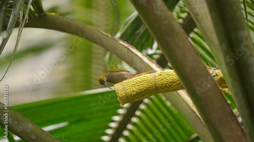 the little spiderhunter bird or arachnothera longistra is sucking coconut sugar water photo