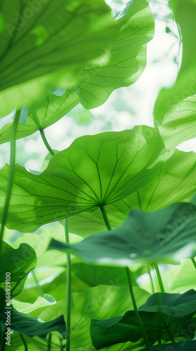 Closeup of lotus leaves in the summer sun
