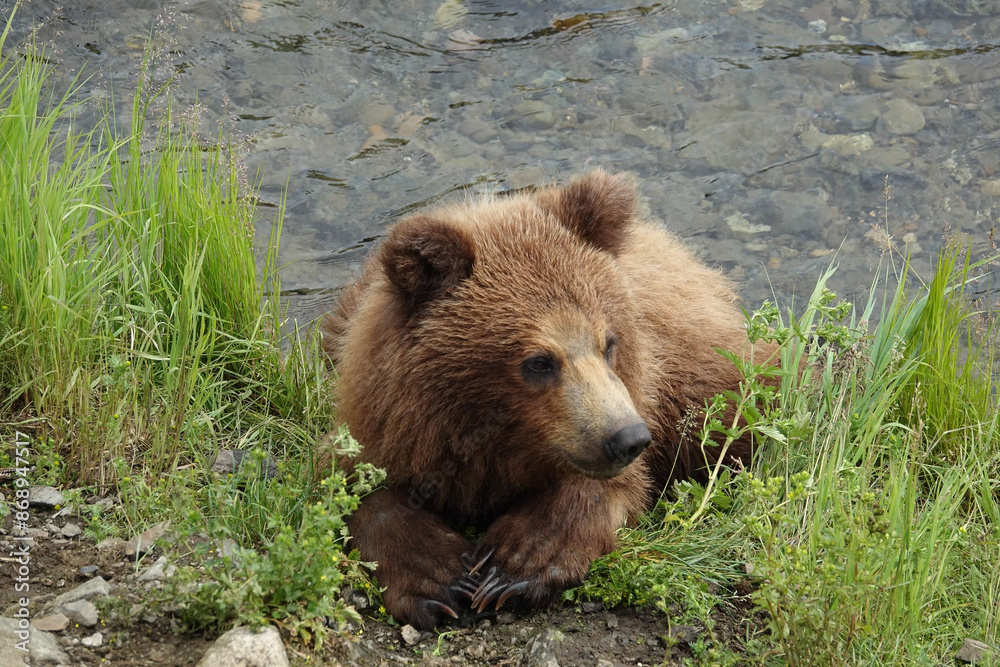 Fototapeta premium brown bear cub
