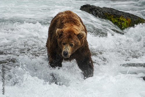 brown bear in water