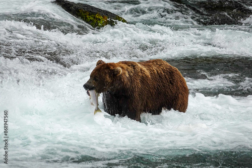 Grizzly Bear Caught Salmon Fishing