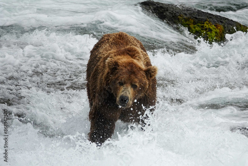 Big Grizzly Bear