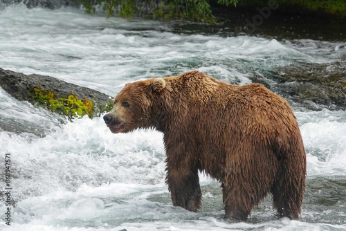 Grizzly Bear, Big