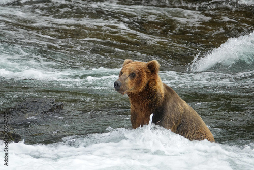 Grizzly Bear, Sitting in River