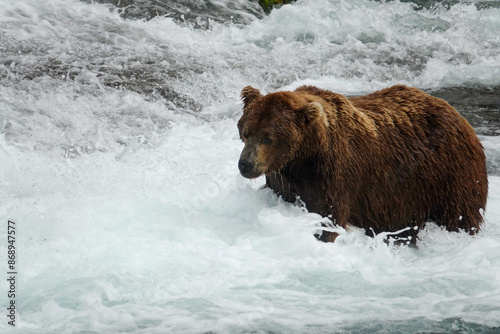 Grizzly Hunting for Salmon
