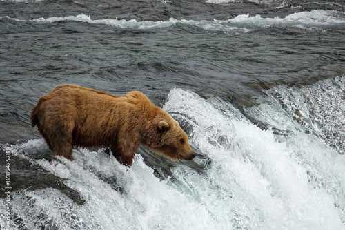 Grizzly Salmon Fishing