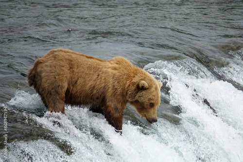 Grizzly Fishing