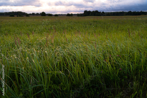 Fototapeta Naklejka Na Ścianę i Meble -  Beautiful atmospheric meadow scenery in overcast day. Natural summer landscape of rural Latvia.