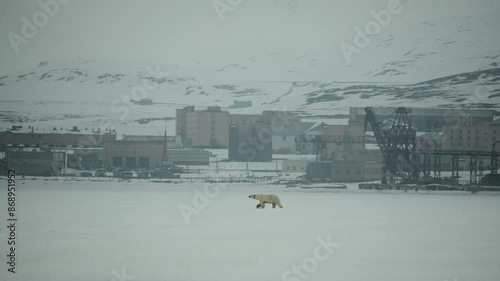 A mother Polar Bear meanders across an icy landscape in Svalbard. In the background, what remains of the old Soviet mining industry. Footage was captured on the Sony A6700. photo