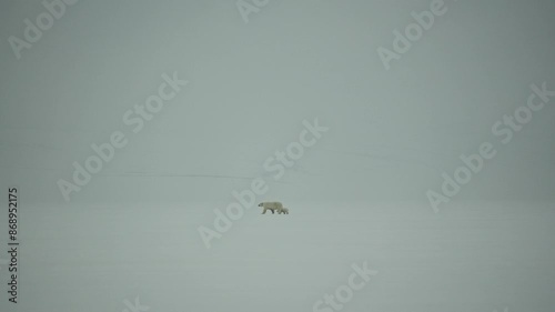 A mother Polar Bear and her Cub move across a blank icy landscape in Svalbard. Footage was captured on Sony A6700 during an arctic ski trip. photo