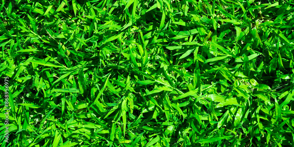 Obraz premium Green grass background, wallpaper