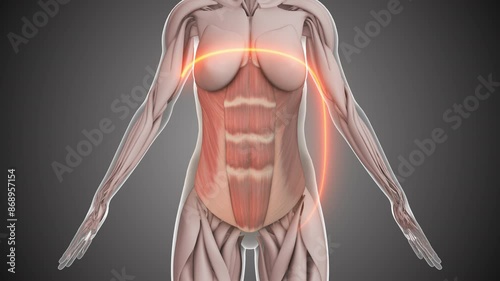Female abdominal fat lose animation