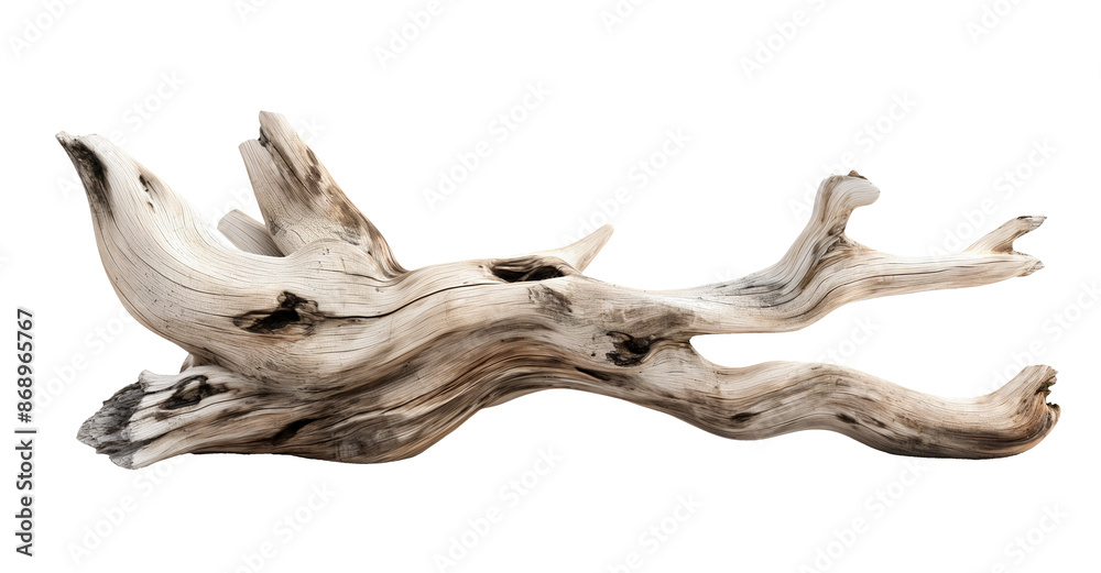 Fototapeta premium Dried dead tree trunk. Weathered driftwood cut out