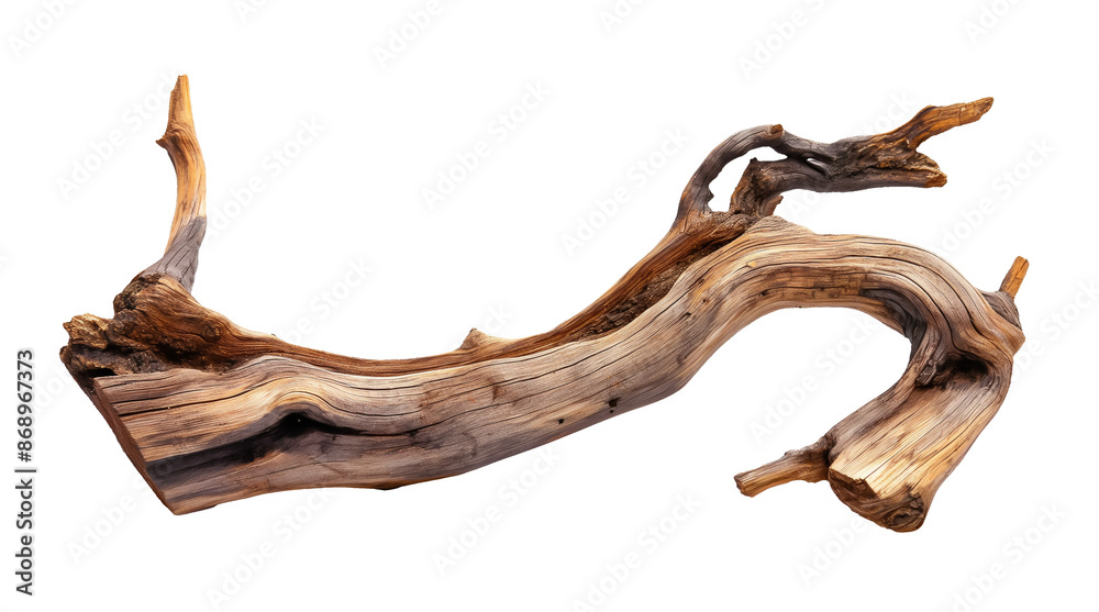 Dried dead tree trunk. Weathered driftwood cut out Dried dead tree trunk. Weathered driftwood cut out