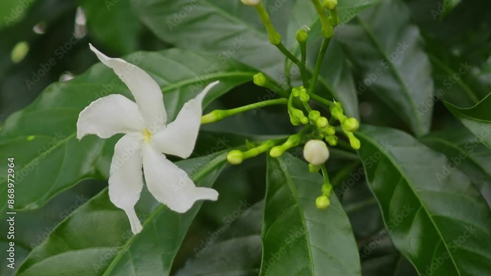 Chandni, Pinwheel Flower, Ahmedabad, Gujarat Chandni, Pinwheel Flower, Ahmedabad, Gujarat