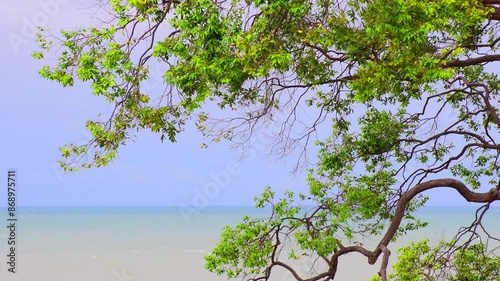 Sea and tree with bright sky background.